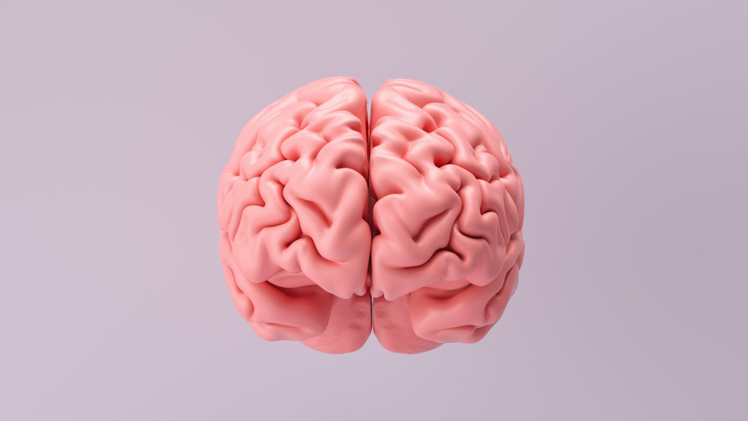 3d model of a brain