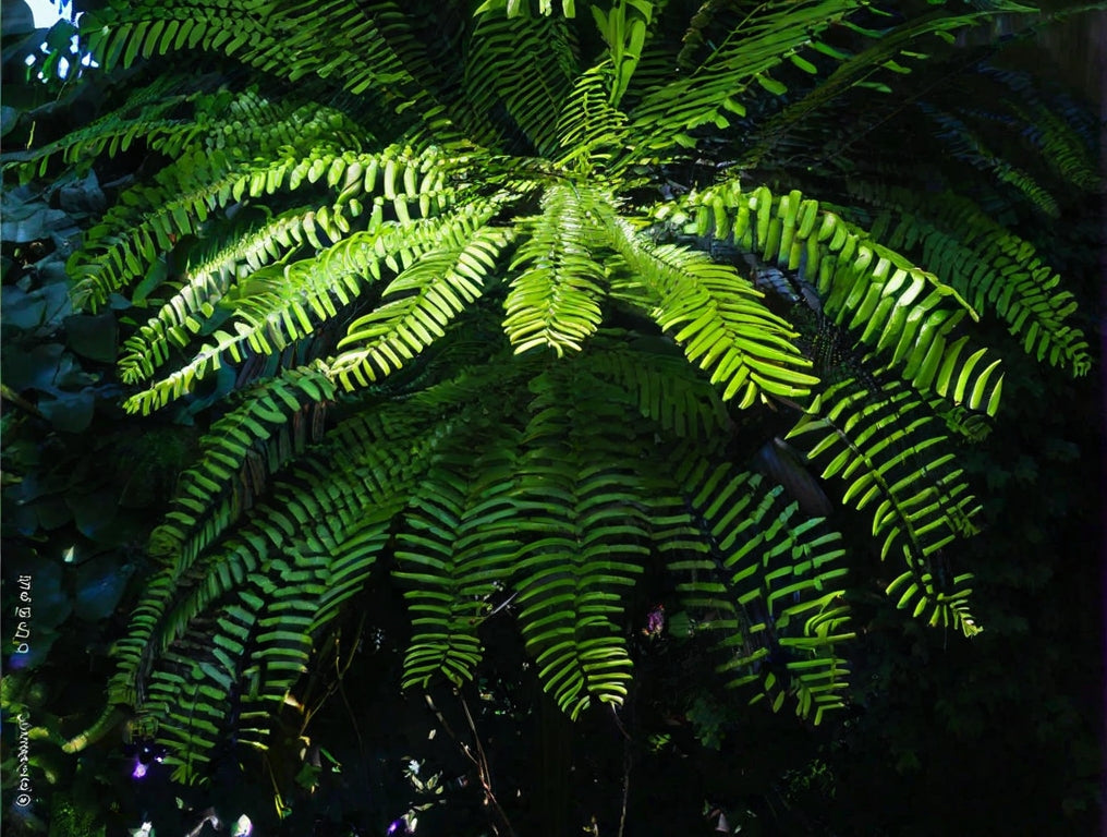 Eurycoma Longifolia Jack