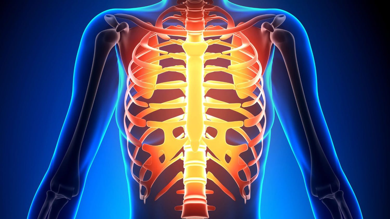 Female Rib Cage - Anatomy Bones