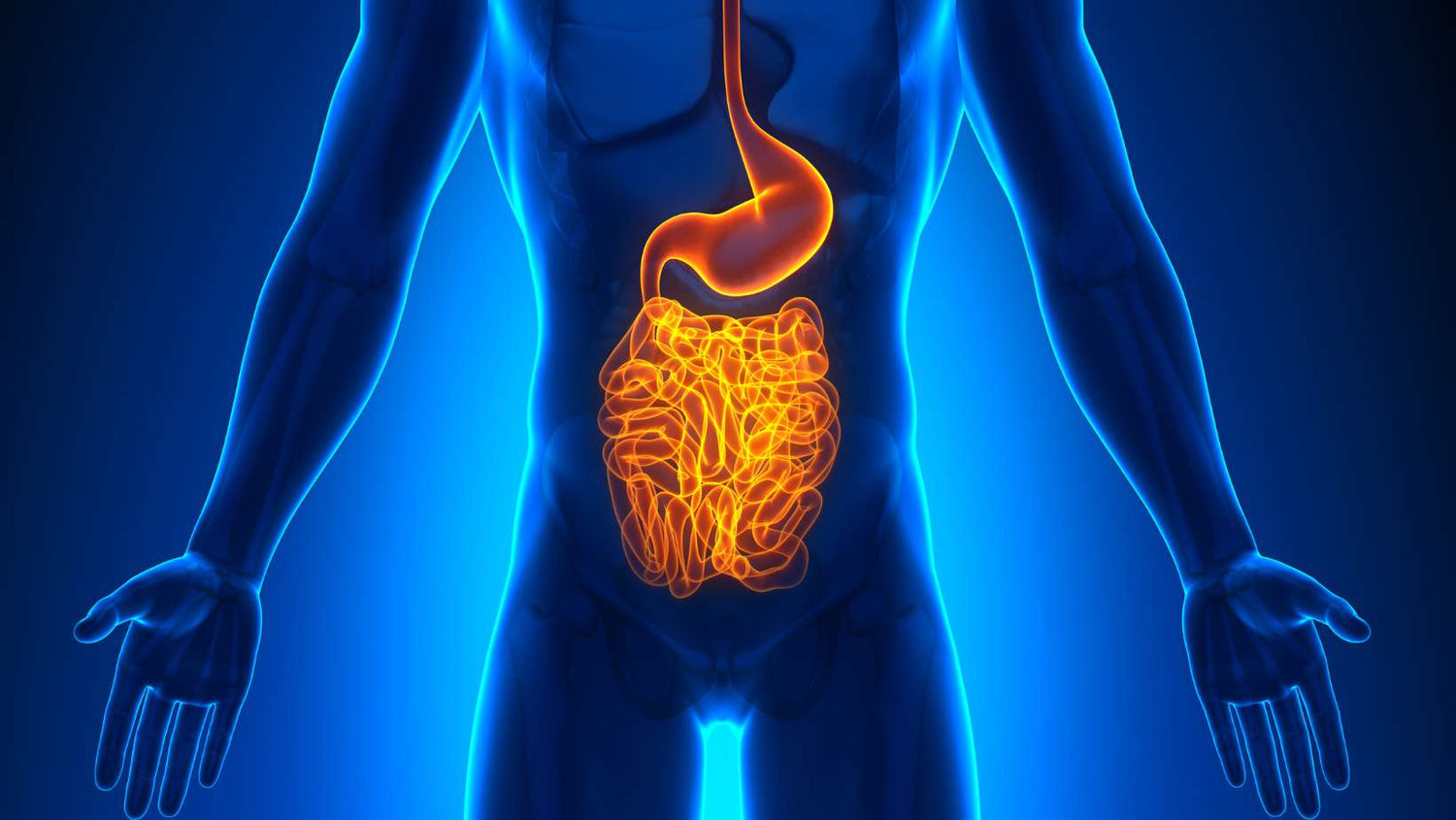 Medical Imaging - Male Organs Guts