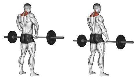 Develop A Big Back – Simply Supplements