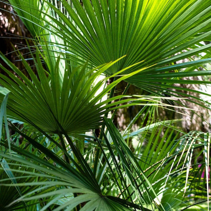 saw palmetto