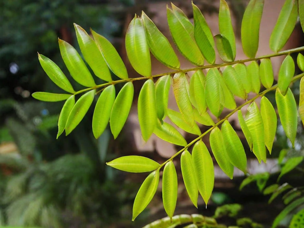 tongkat ali eurycoma longifolia